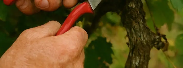 Getting Egypt Out of Israel